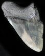 Bargain Megalodon Tooth #31158-1